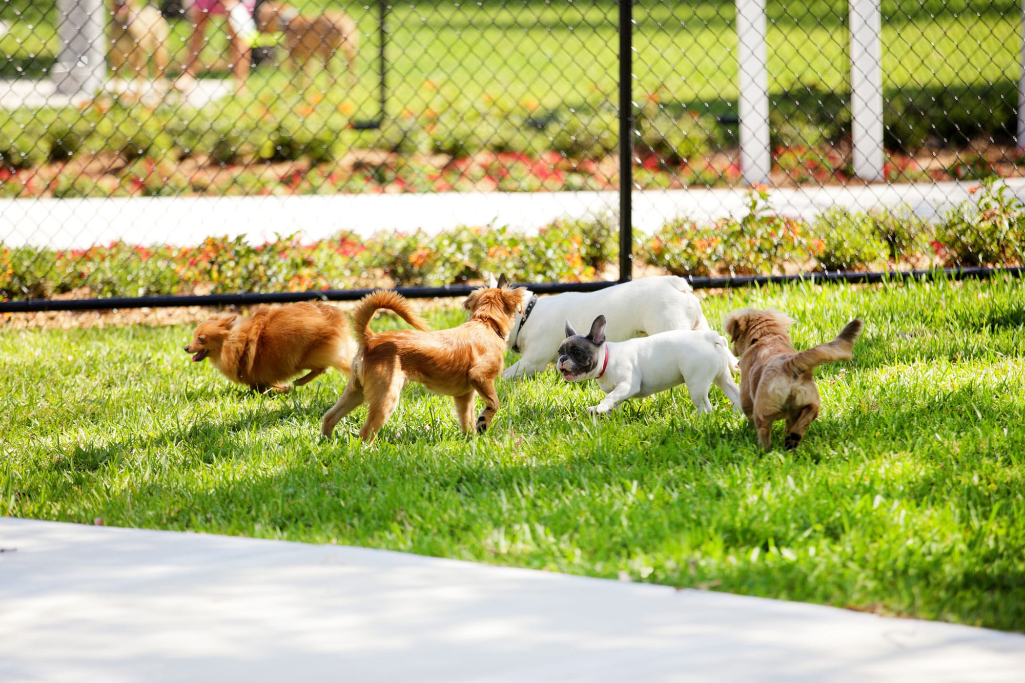 dogs running outside
